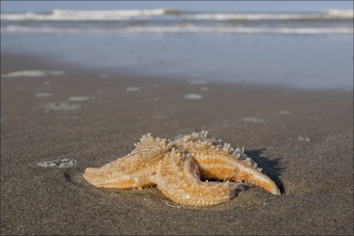 Wandeling Petten - Den Helder