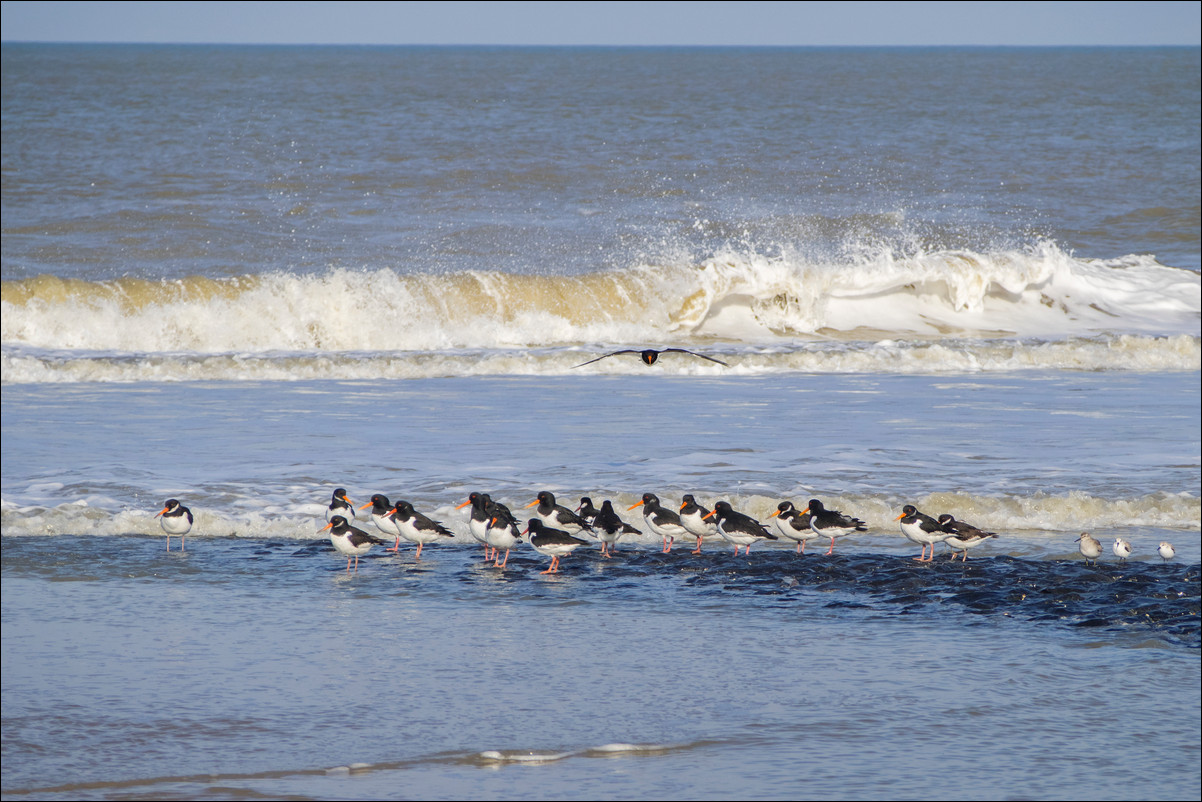 Wandeling Petten - Den Helder