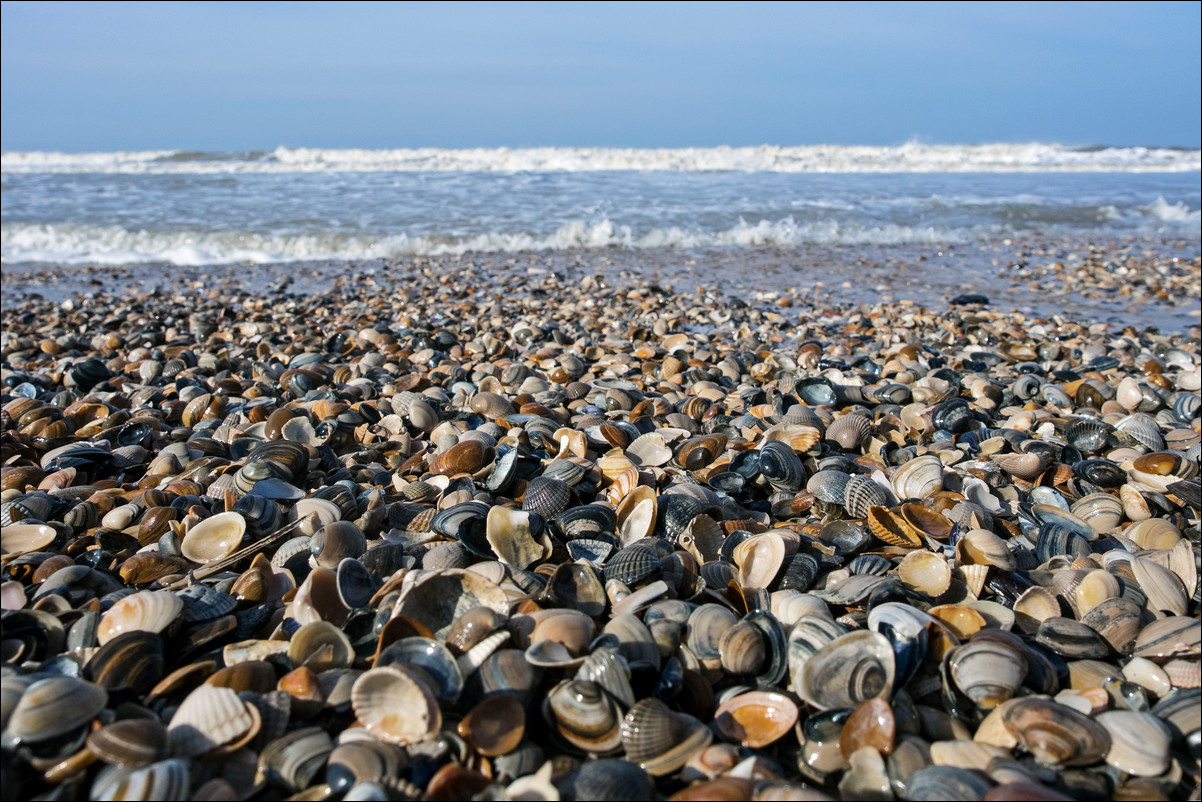 Wandeling Petten - Den Helder