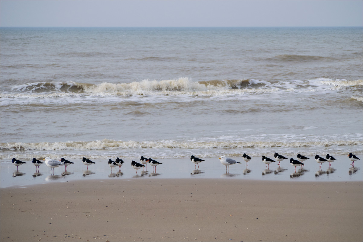 Wandeling Petten - Den Helder