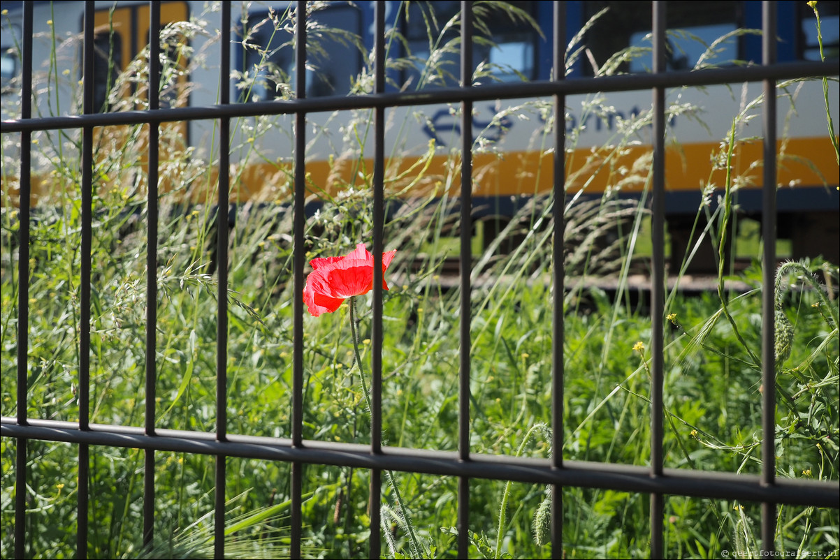 Westerborkpad Hilversum Sportpark - Amersfoort