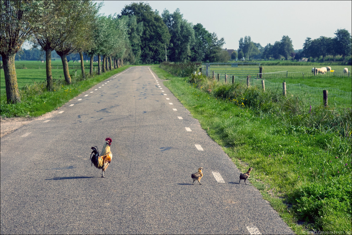 Westerborkpad 't Harde - Elberg - 't Harde