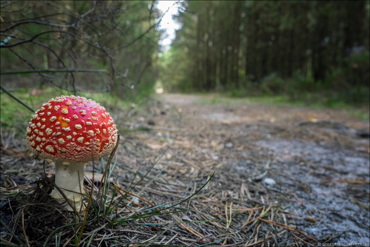 Westerborkpad 't Harde - Wezep