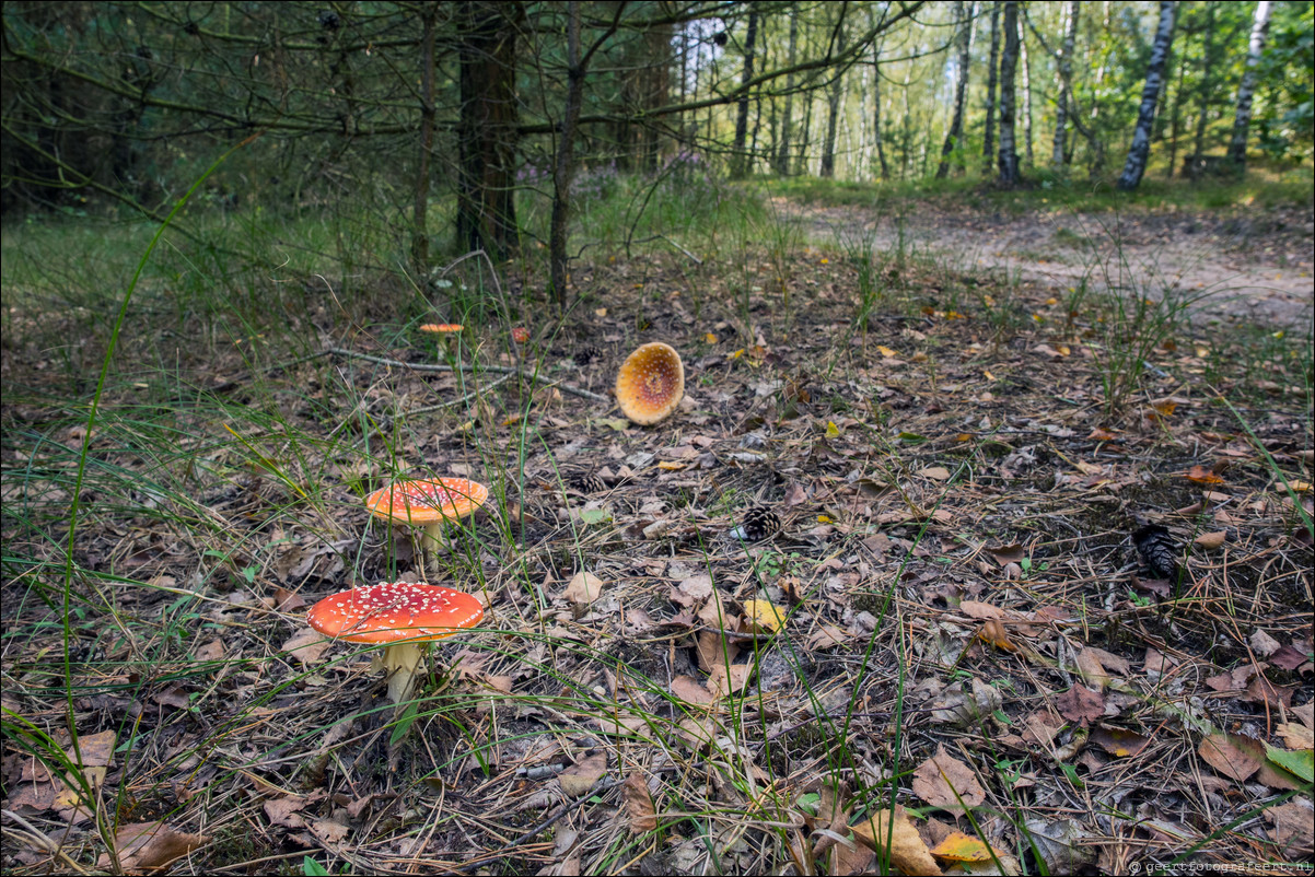 Westerborkpad 't Harde - Wezep