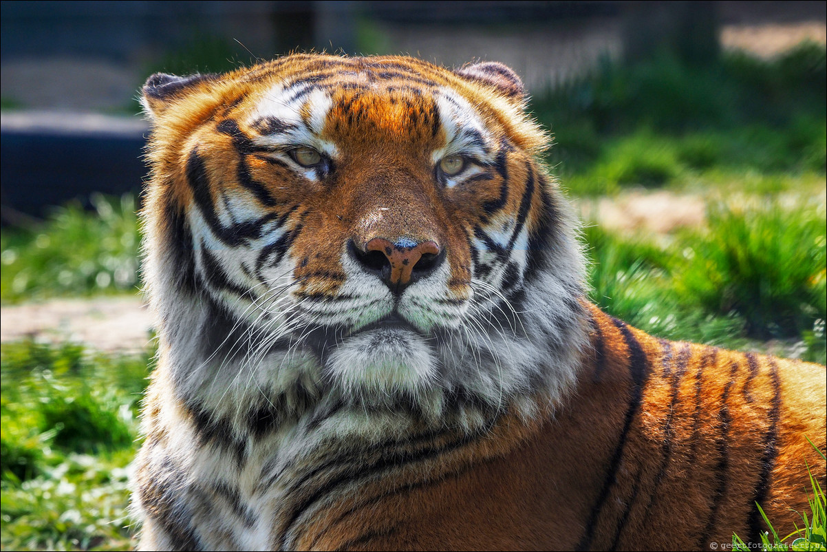 Dierenpark Hoenderdael