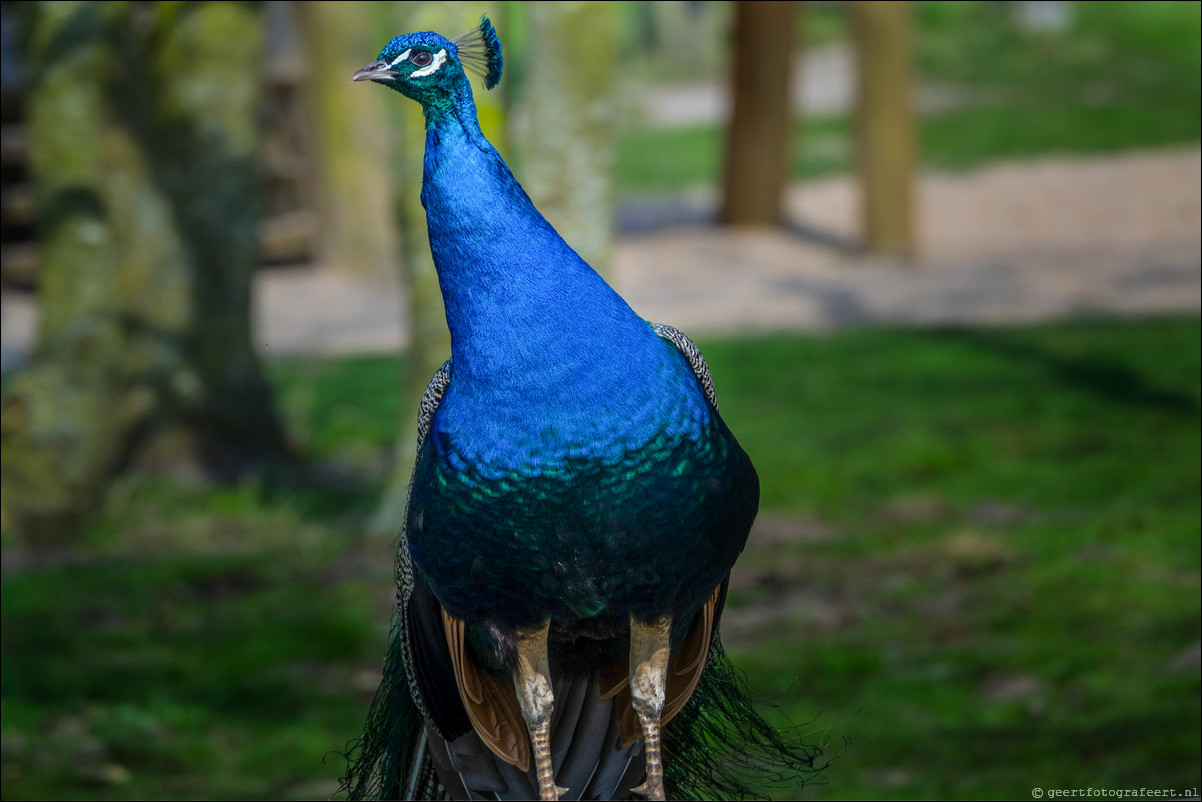 Dierenpark Hoenderdael