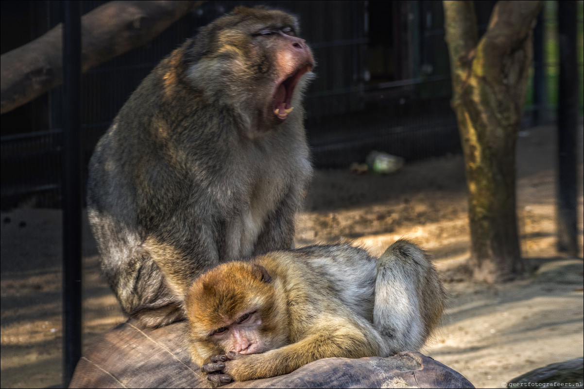 Dierenpark Hoenderdael