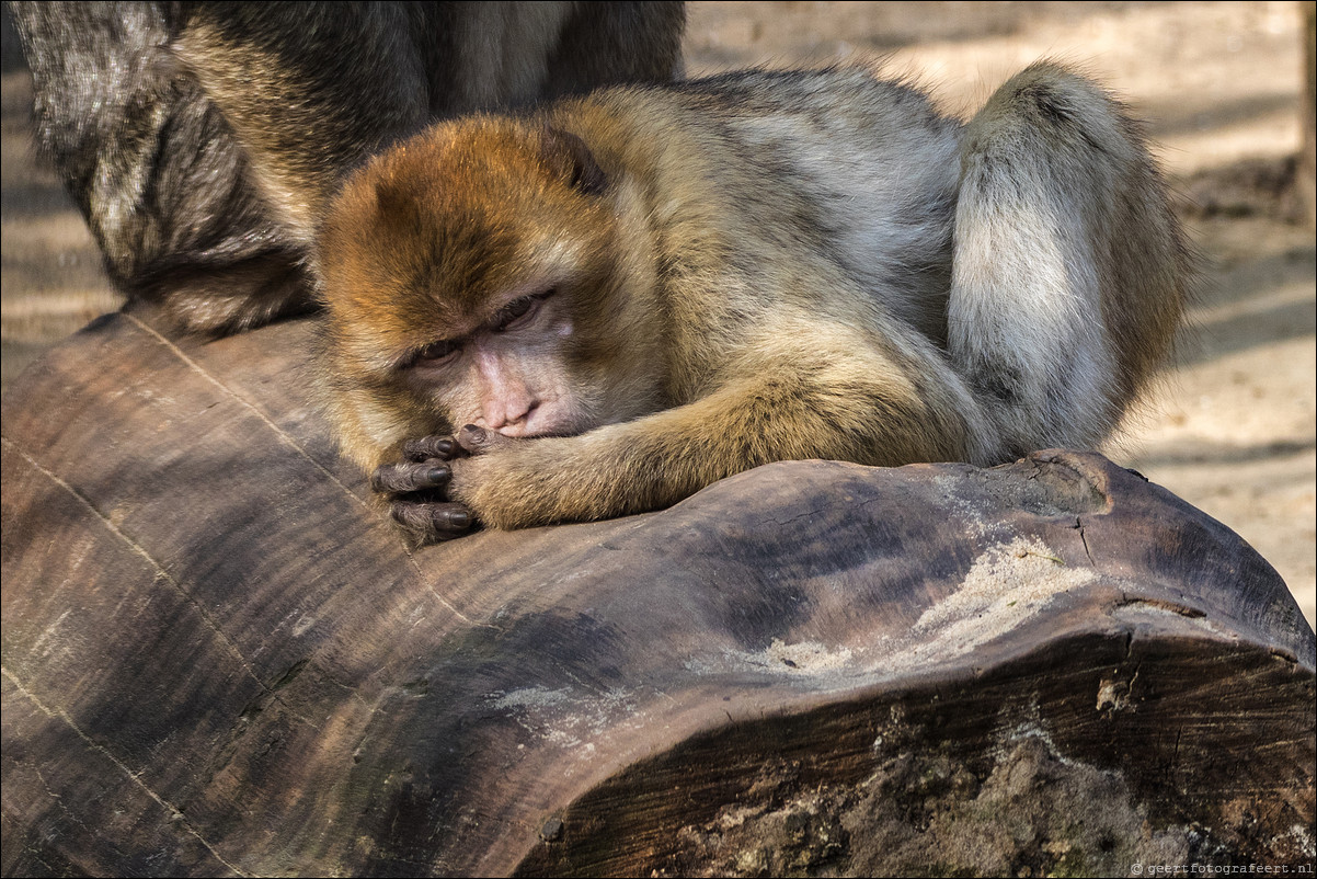 Dierenpark Hoenderdael