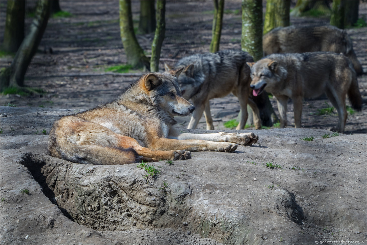 Dierenpark Hoenderdael