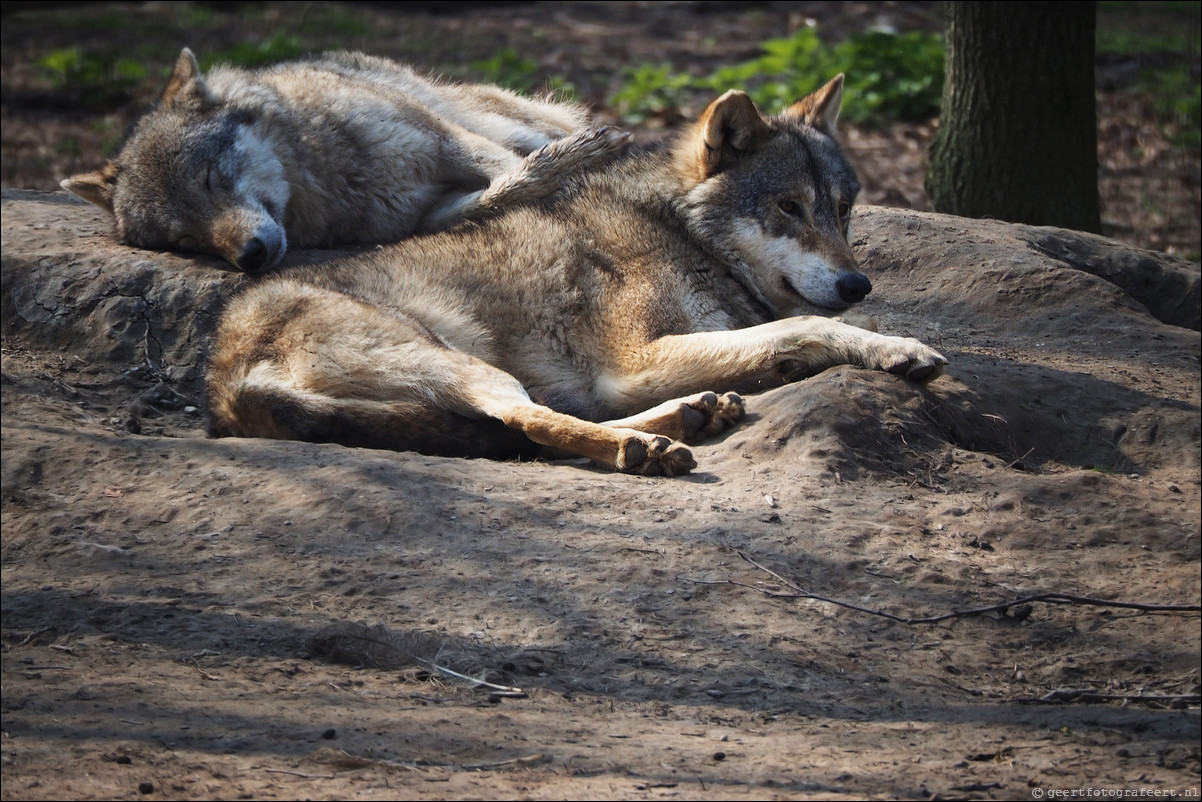 Dierenpark Hoenderdael