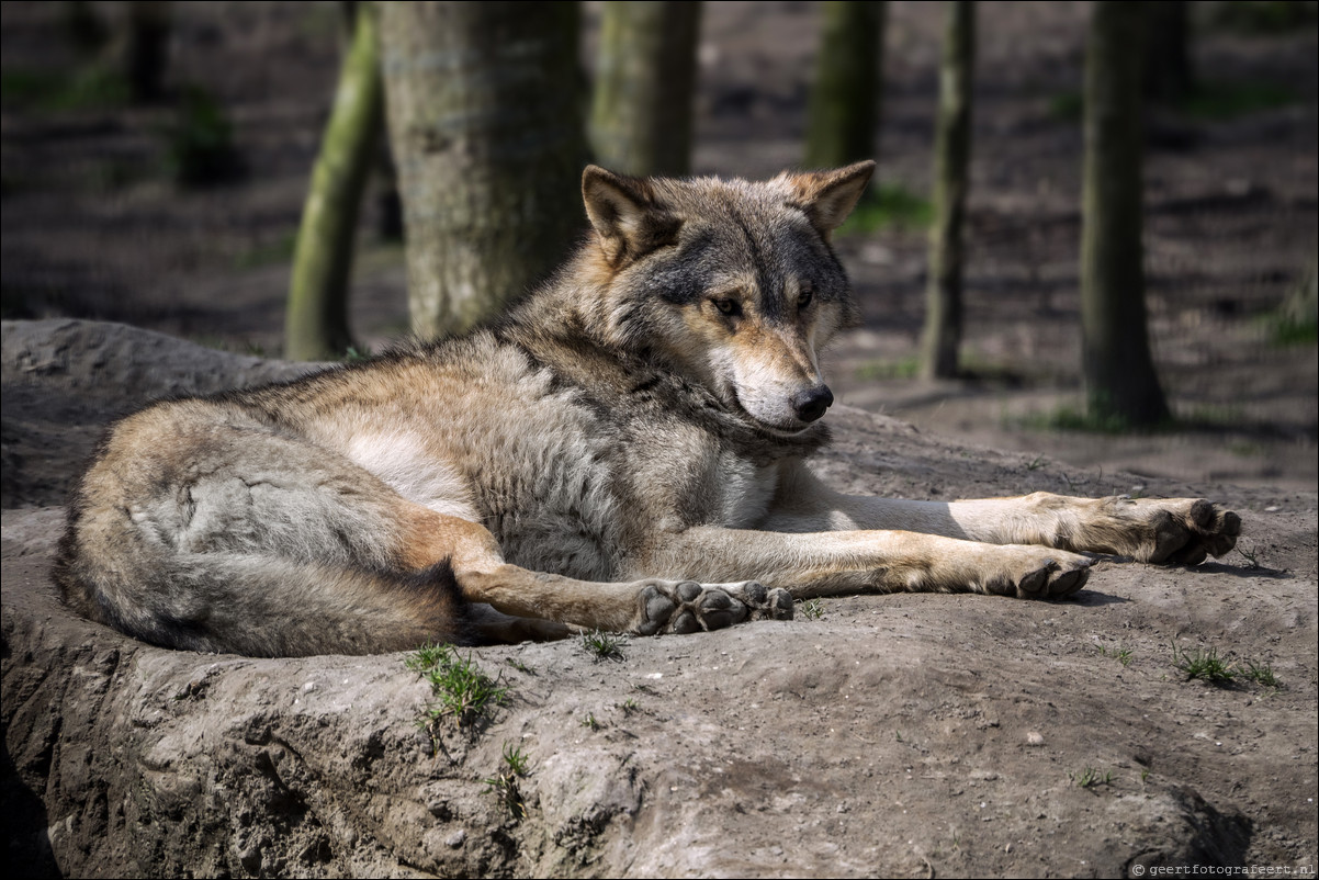 Dierenpark Hoenderdael