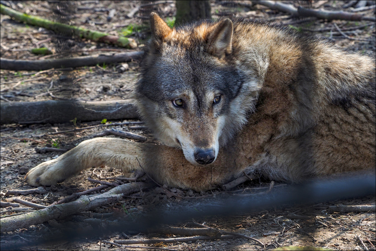 Dierenpark Hoenderdael