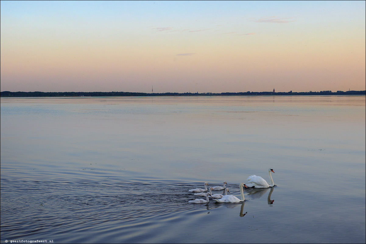 gooimeer zwanen