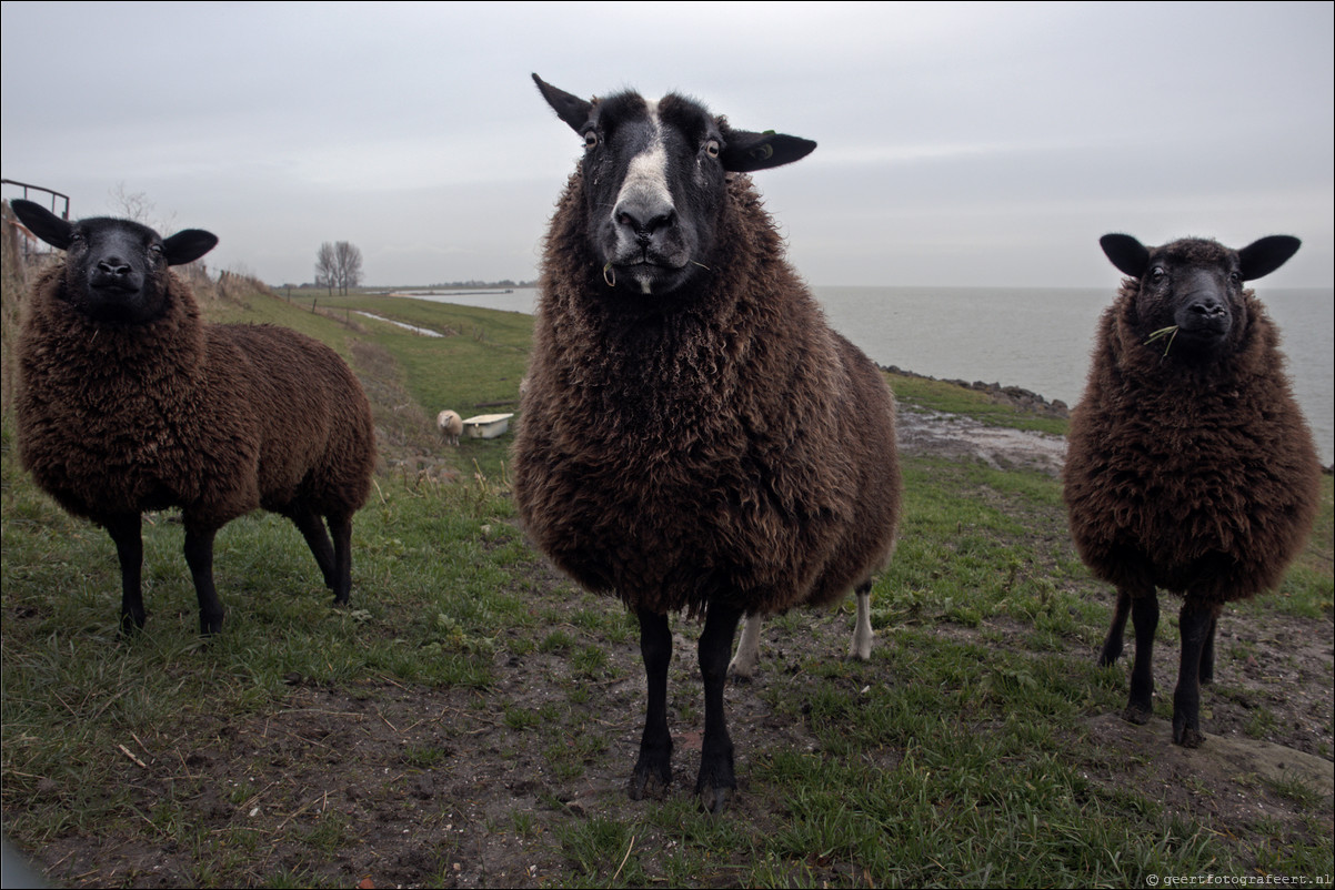 Jaar van het Schaap