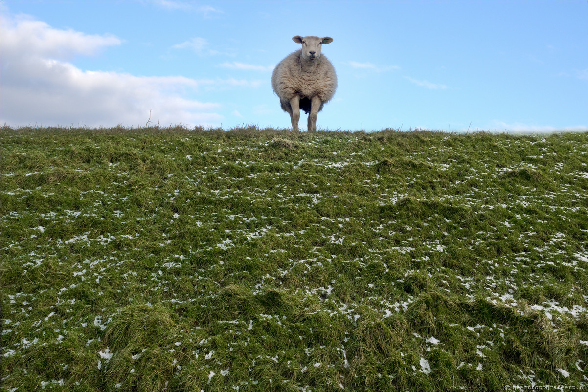 Jaar van het Schaap