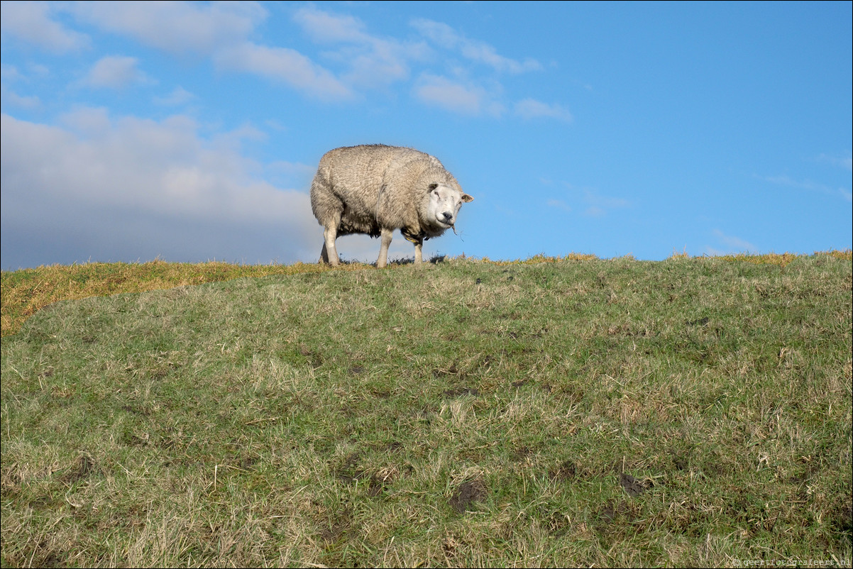 Jaar van het Schaap