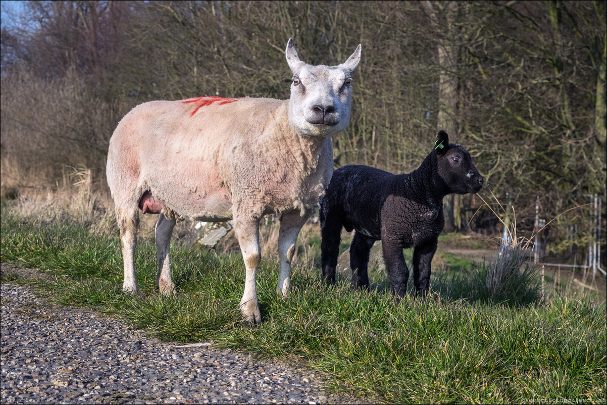 Jaar van het Schaap