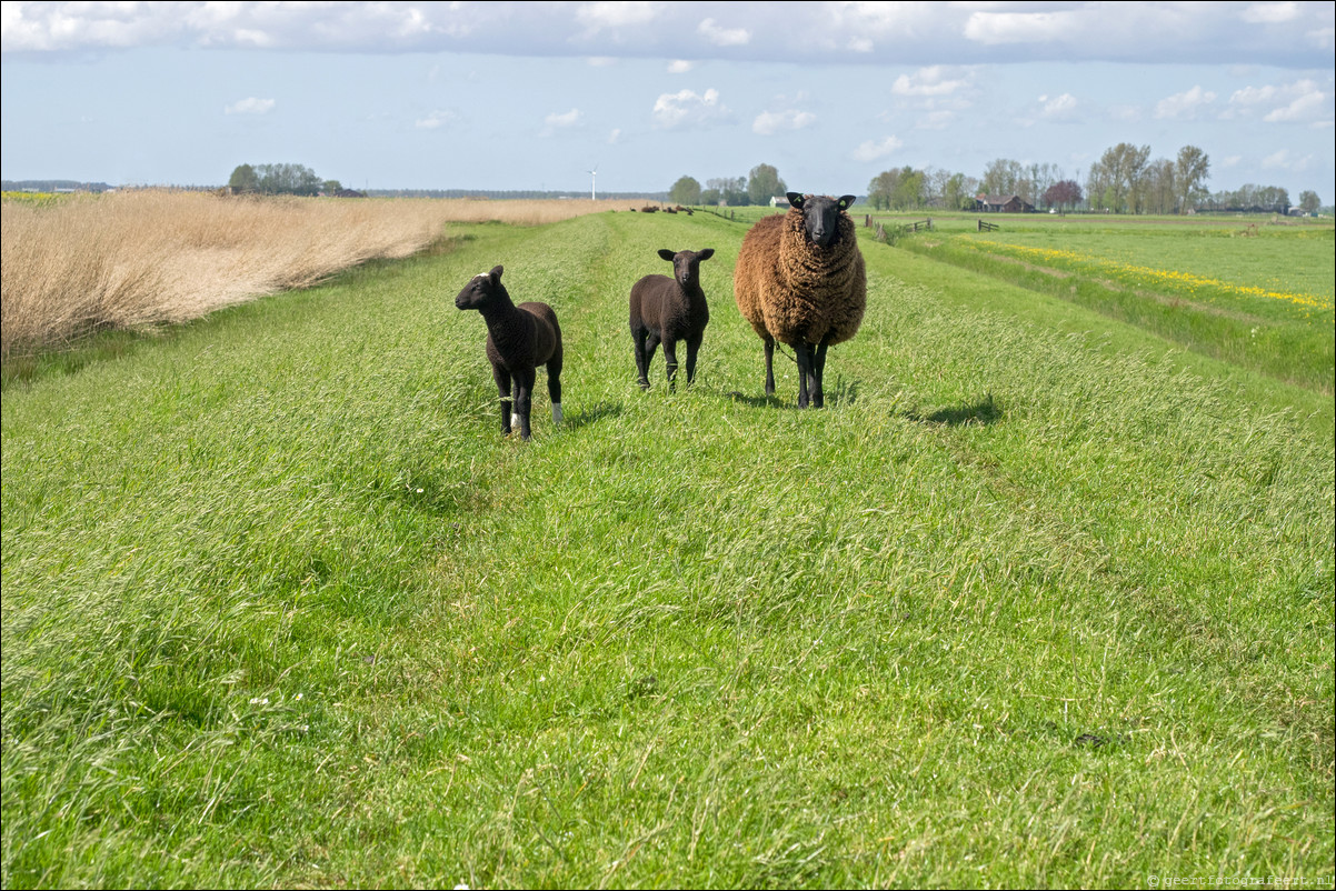 Jaar van het Schaap