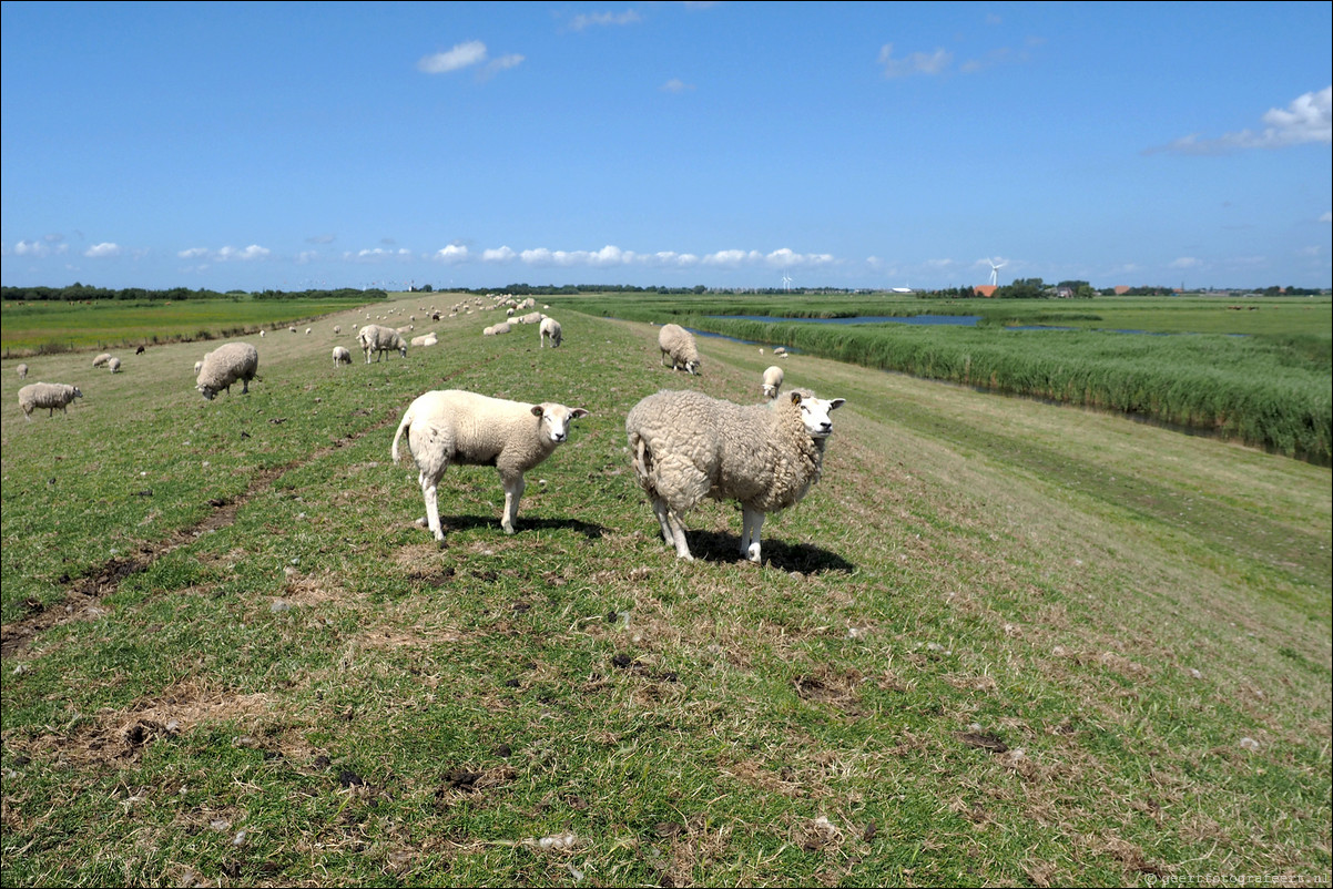 Jaar van het Schaap