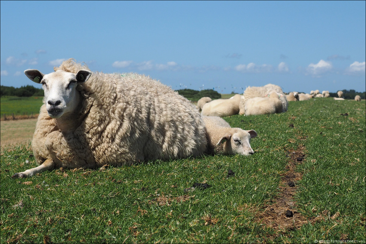 Jaar van het Schaap