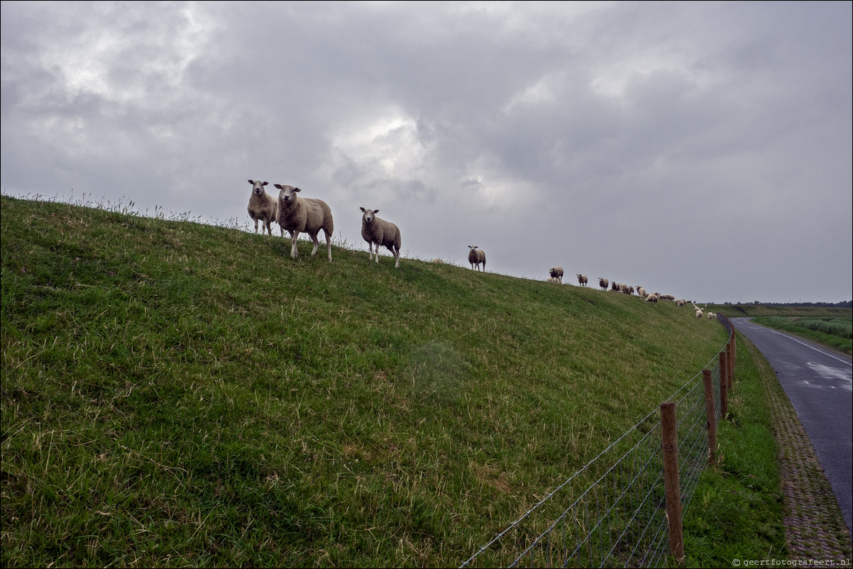 Jaar van het Schaap