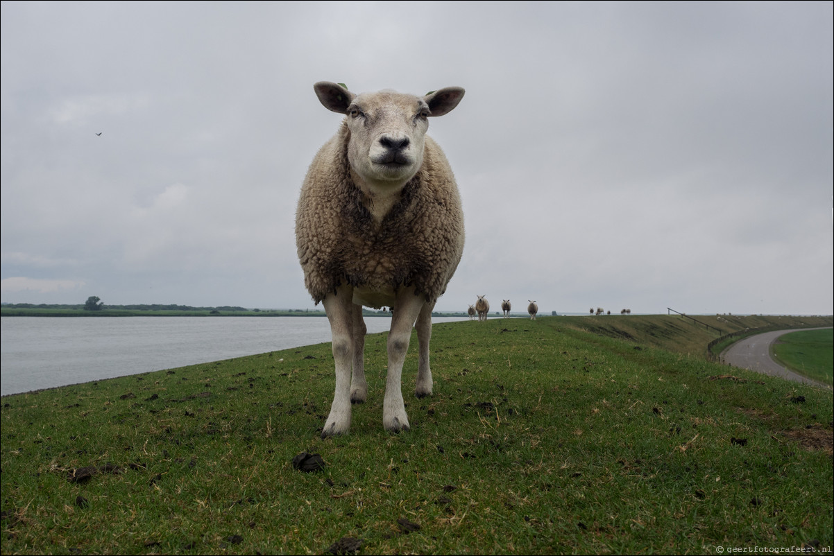 Jaar van het Schaap