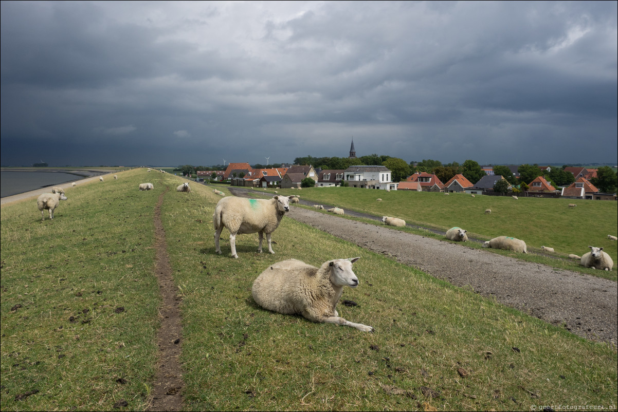 Jaar van het Schaap