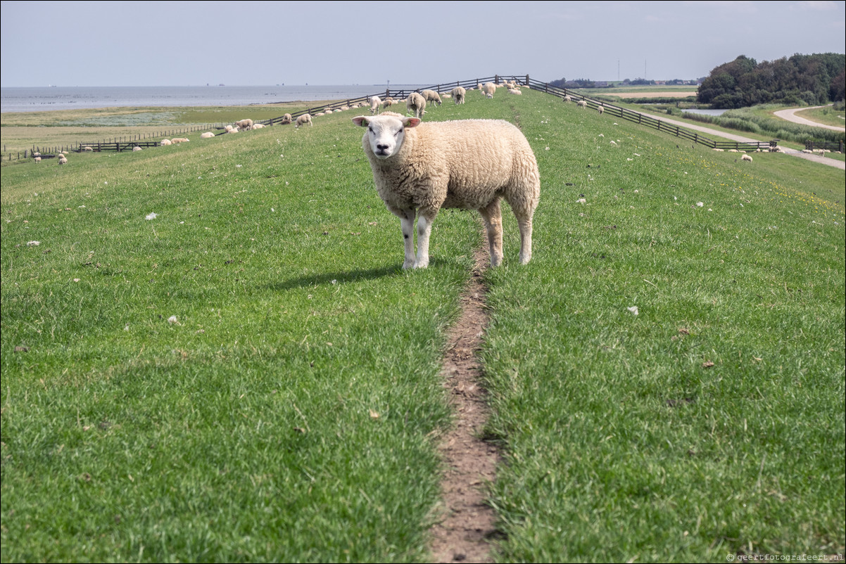 Jaar van het Schaap