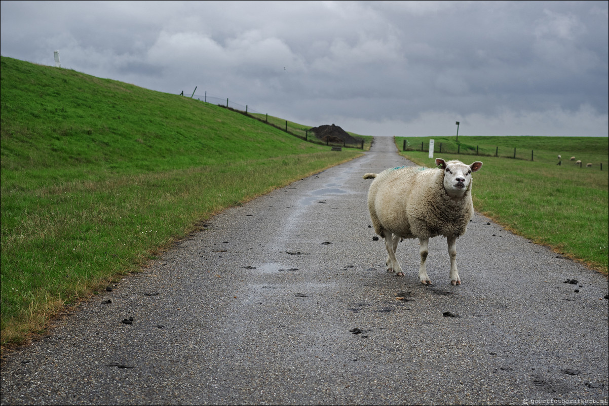 Jaar van het Schaap