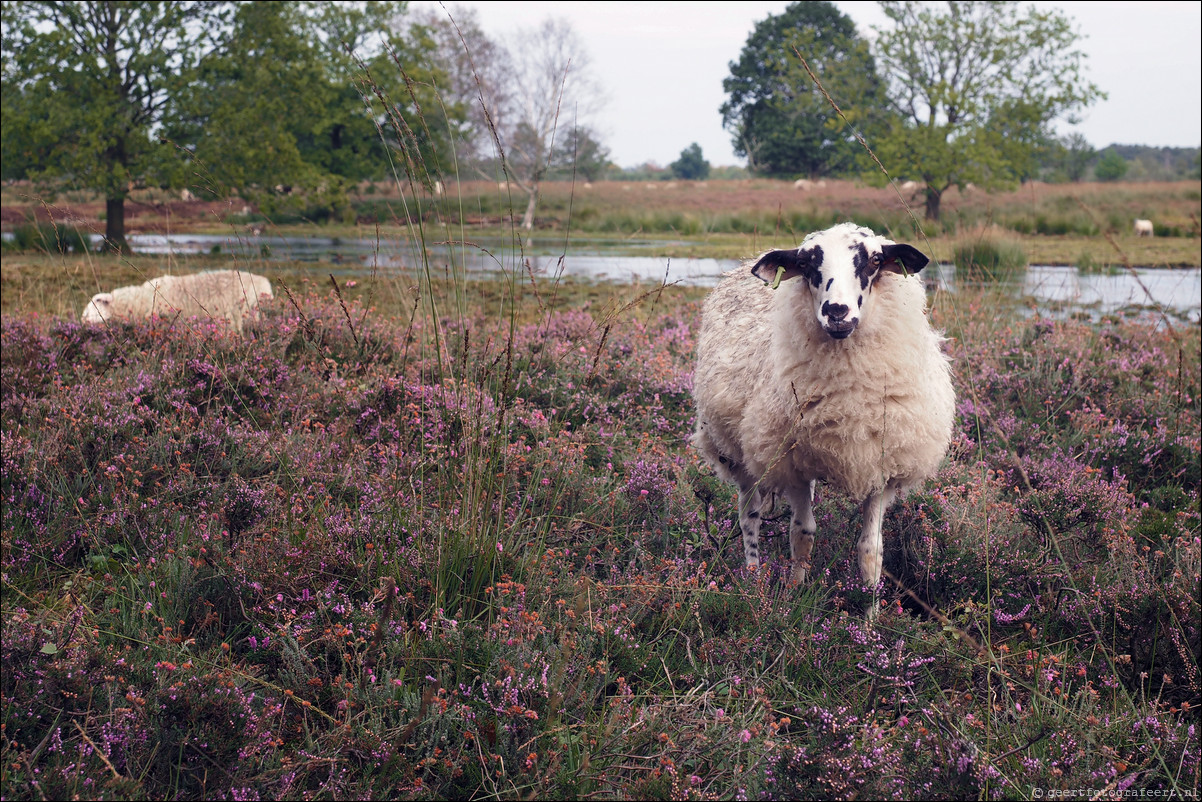 Jaar van het Schaap