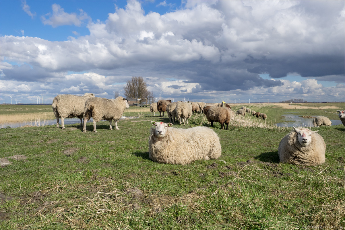 Zuiderzeepad: Huizen Spakenburg