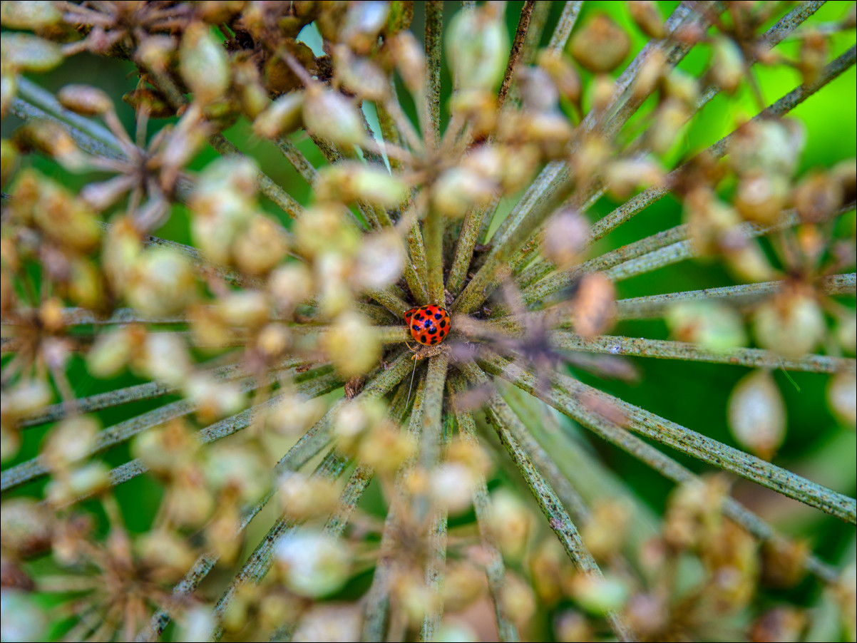 kleur rood