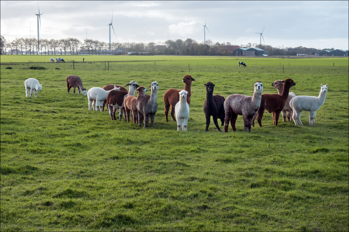 Zuiderzeepad Den Oever - Medemblik