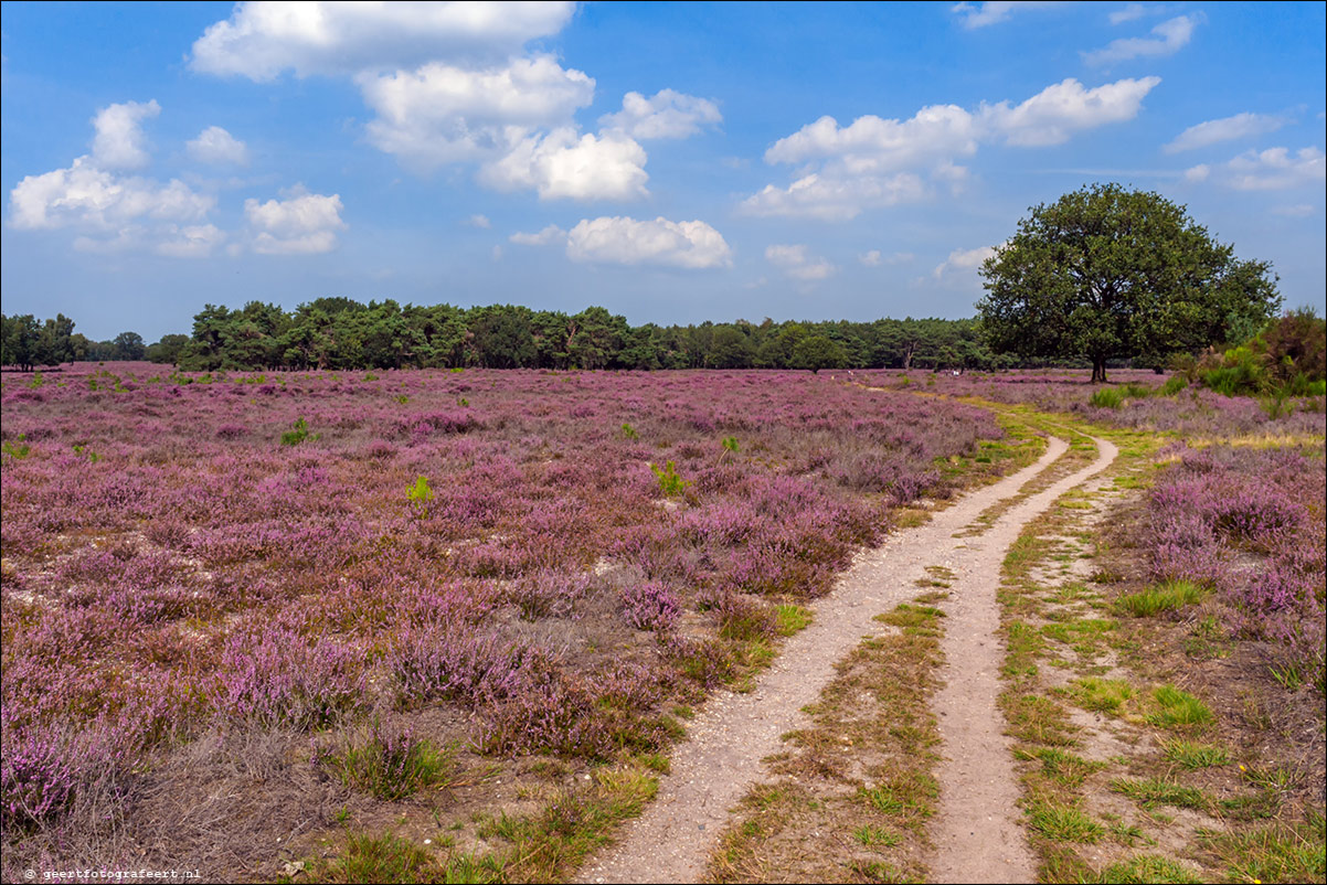 Bussummerheide en Westerheide