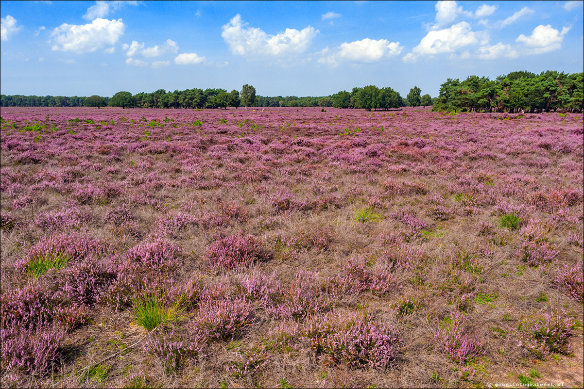 Bussummerheide en Westerheide