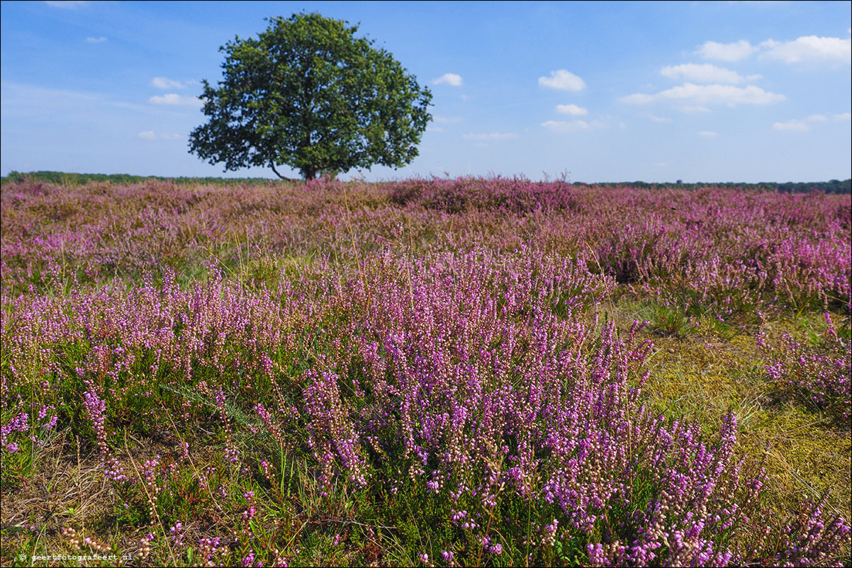 Bussummerheide en Westerheide