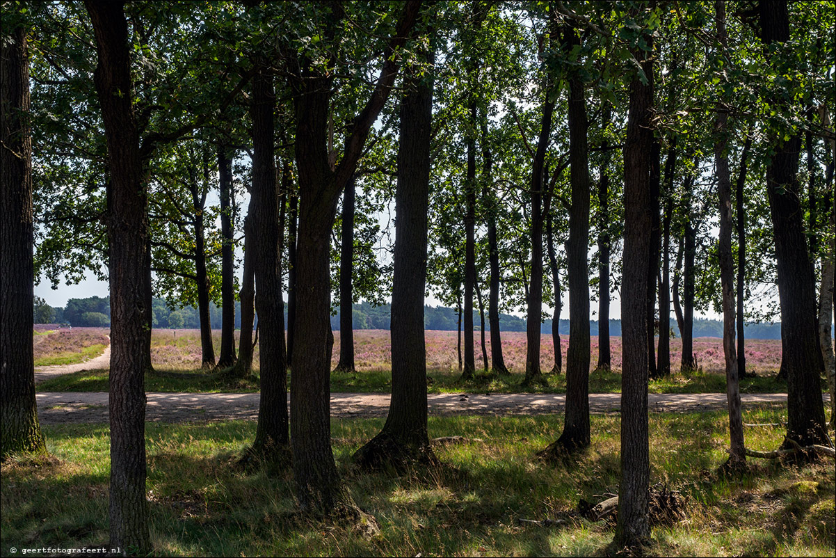 Bussummerheide en Westerheide