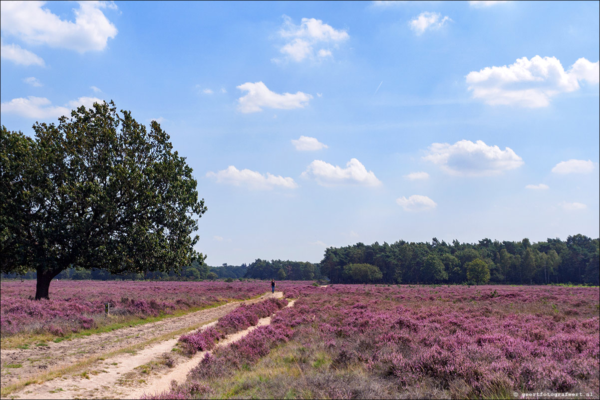 Bussummerheide en Westerheide