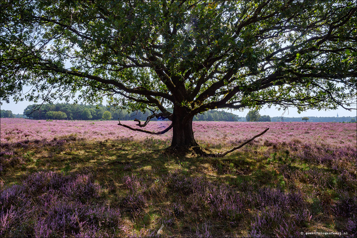 Bussummerheide en Westerheide