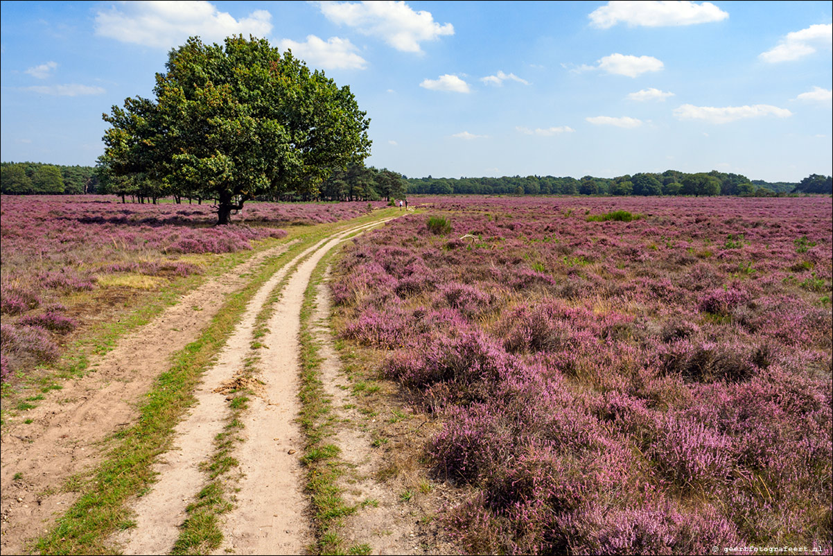 Bussummerheide en Westerheide