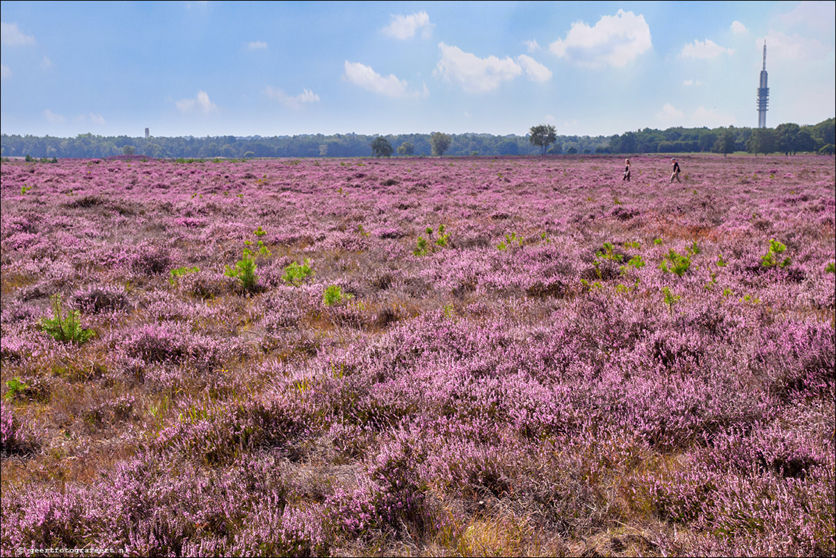 Bussummerheide en Westerheide