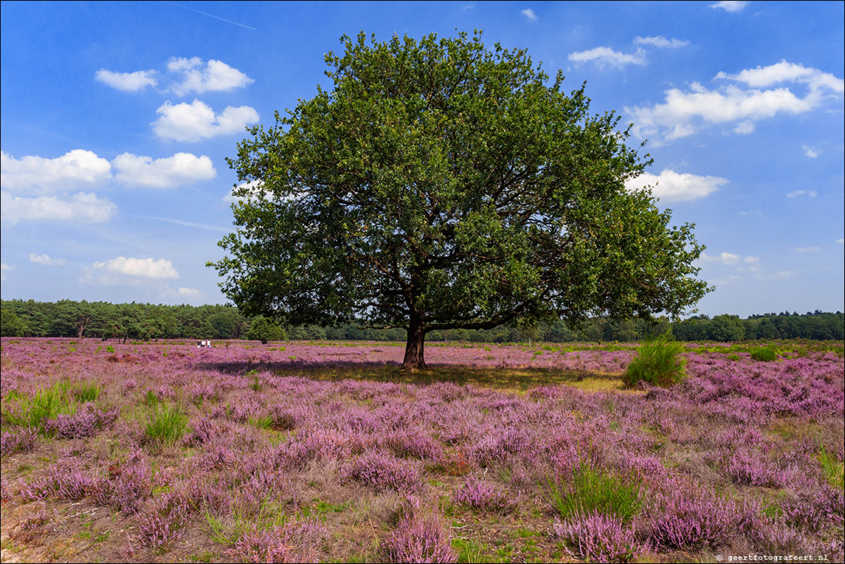 Bussummerheide en Westerheide