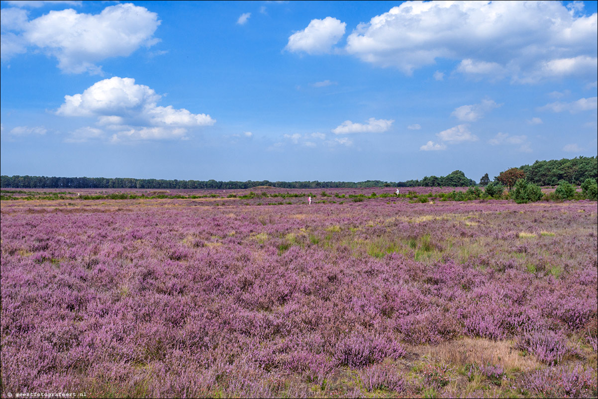 Bussummerheide en Westerheide