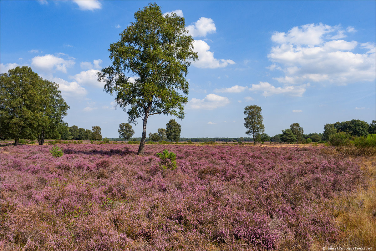 Bussummerheide en Westerheide