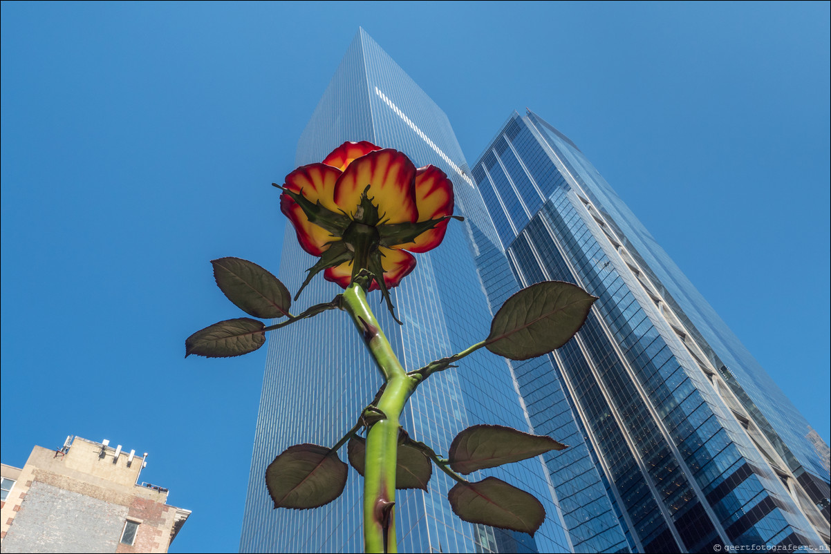 New York Rose III in Zuccotti Park