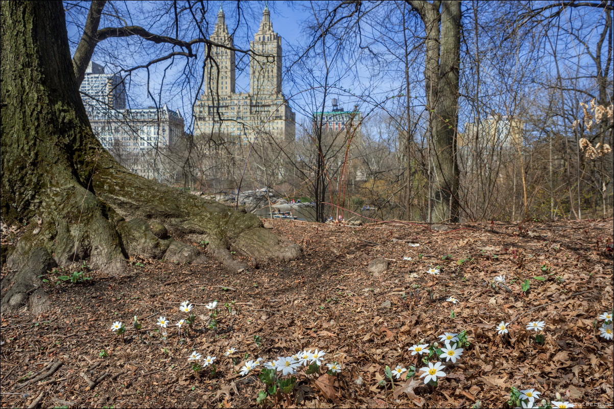 New York Central Park