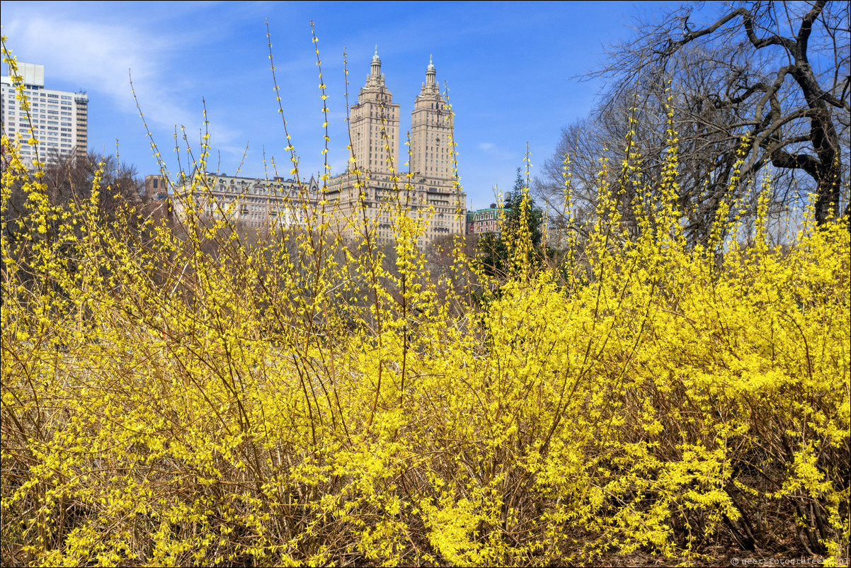 New York Central Park