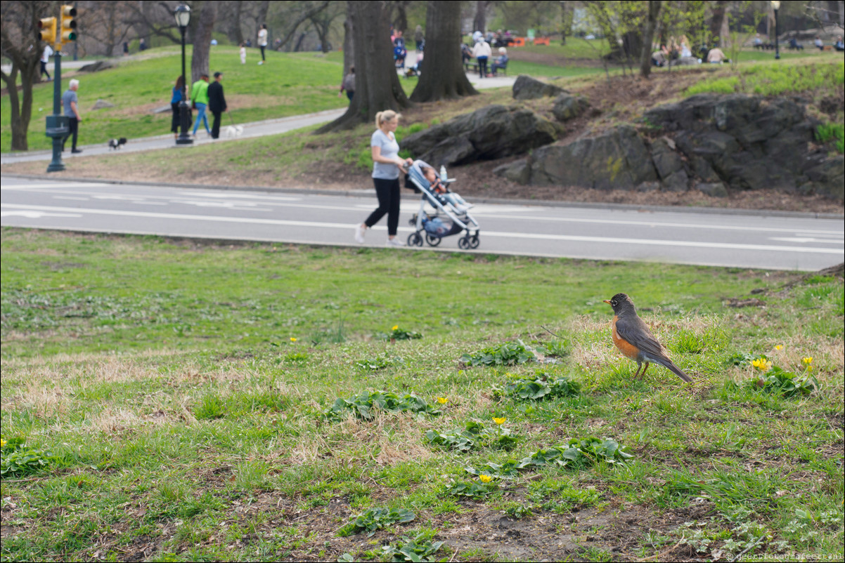 New York Central Park