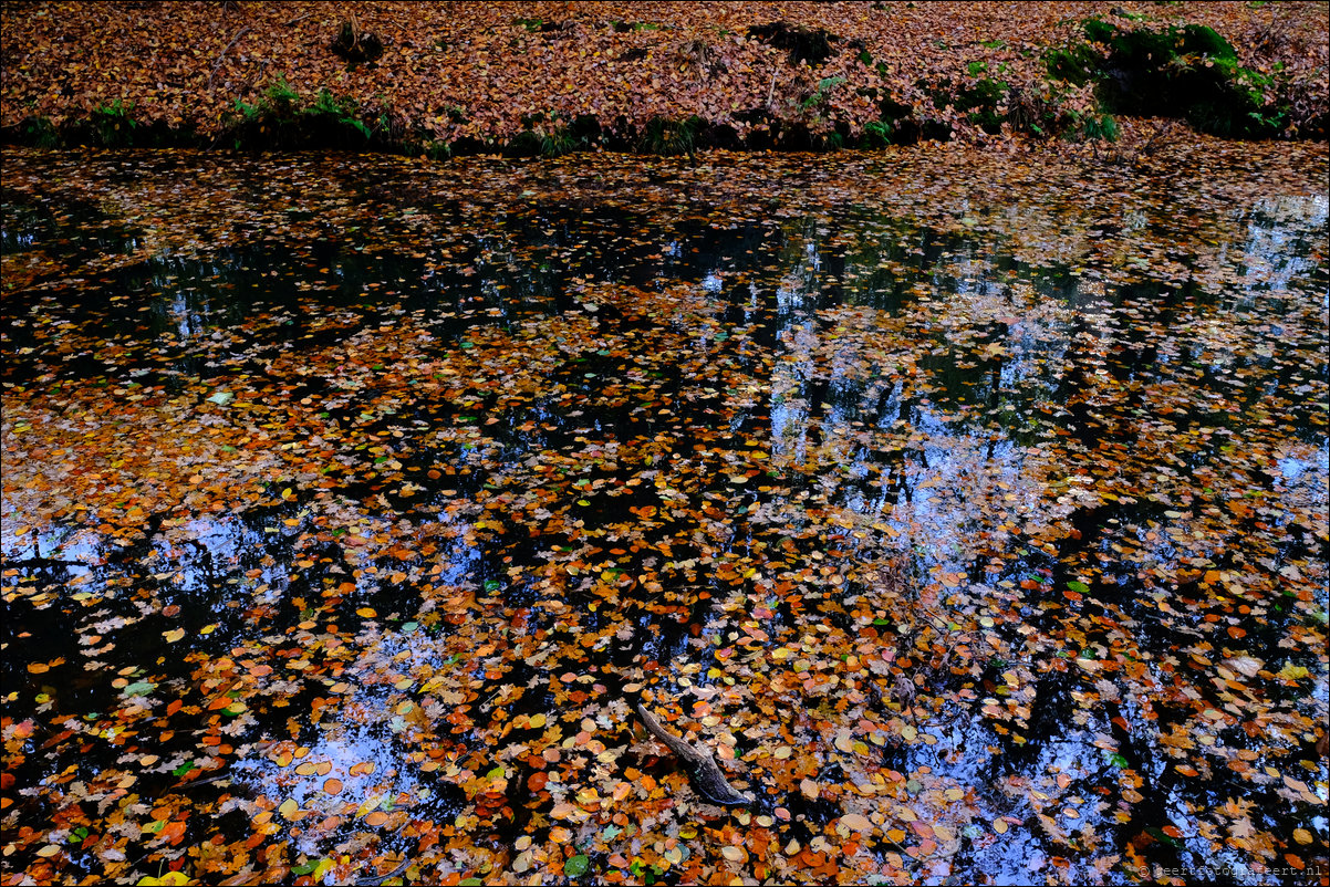 herfstwandeling Gooise Lusthoven