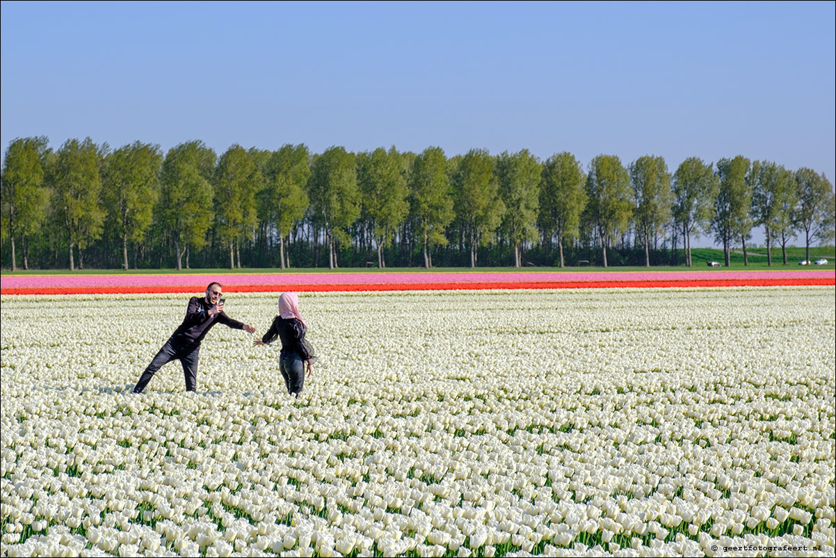 tulpen